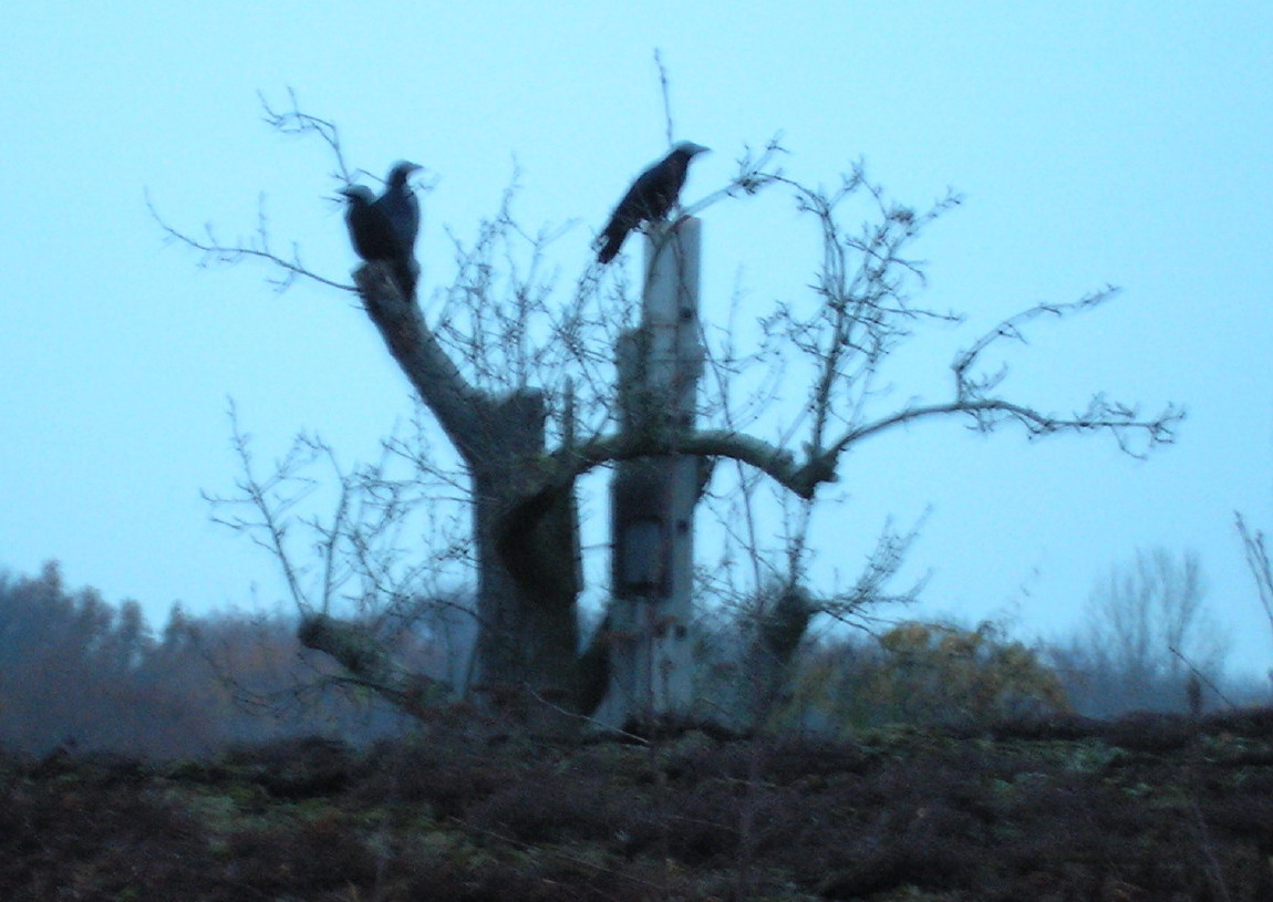 Krähen