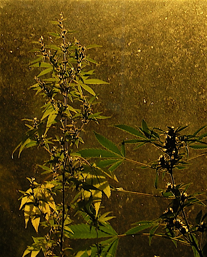 hemp.jpg