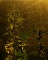 hemp.jpg