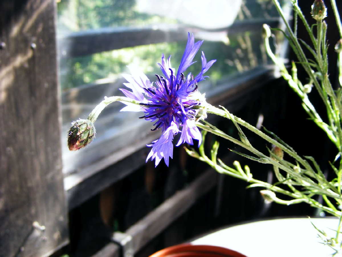 dscf9399.jpg
