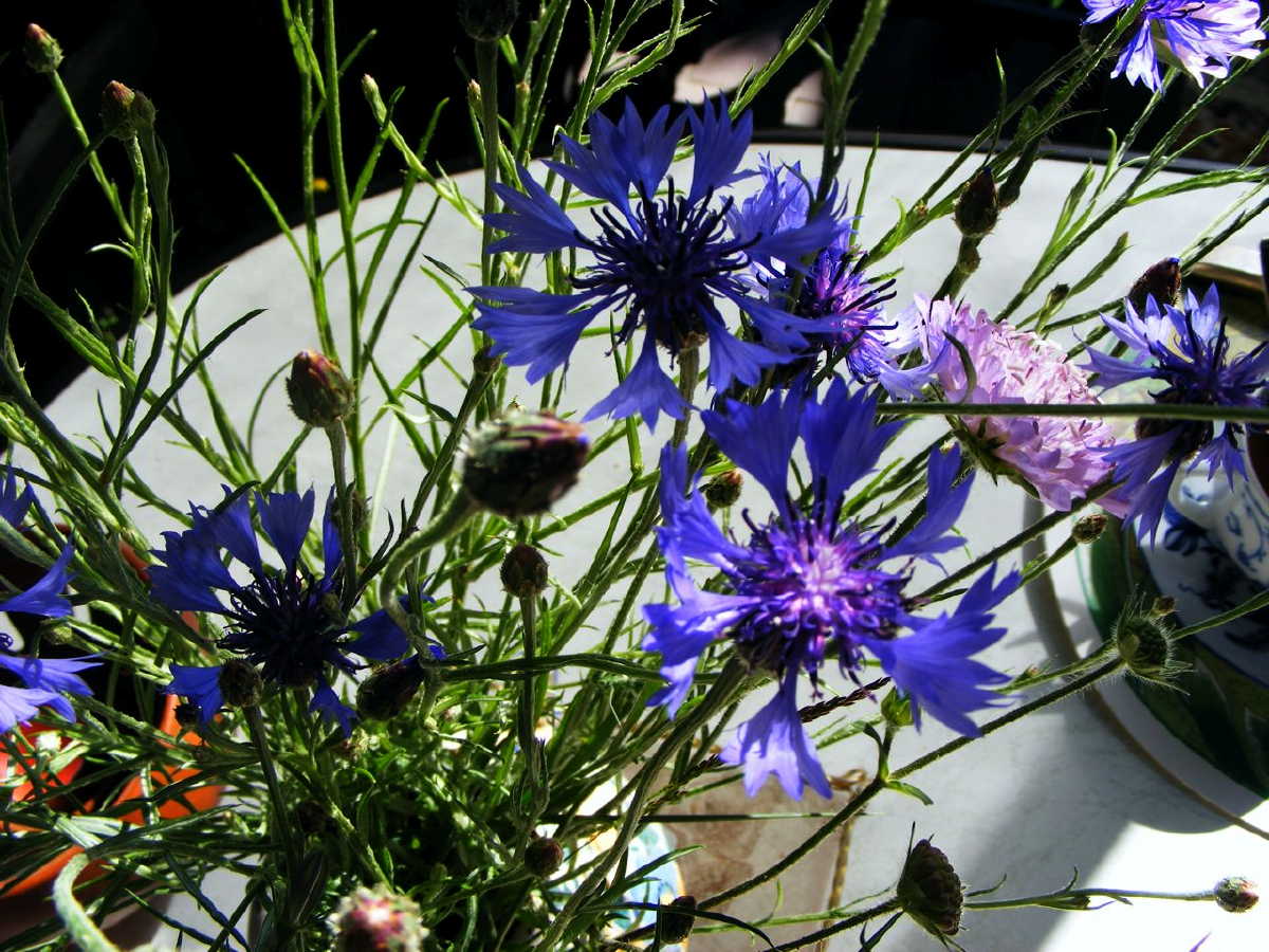 dscf9402.jpg