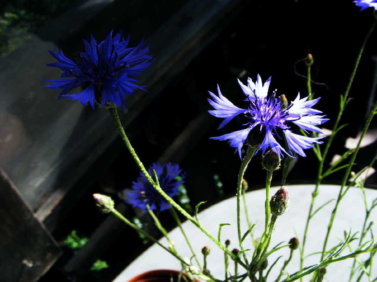 dscf9403.jpg