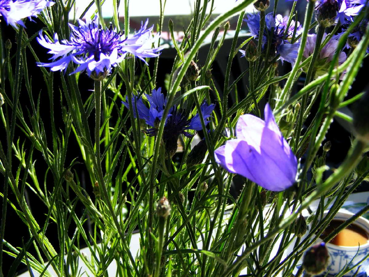 dscf9405.jpg