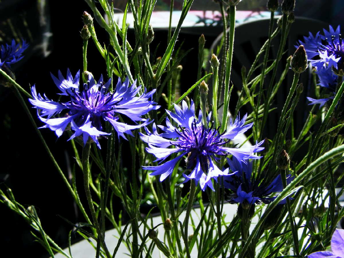 dscf9406.jpg