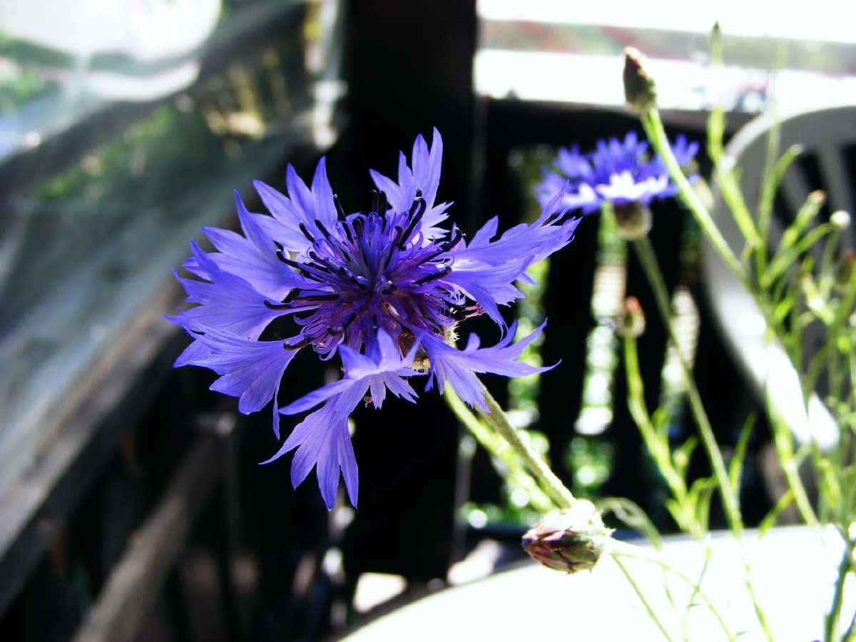 dscf9407.jpg