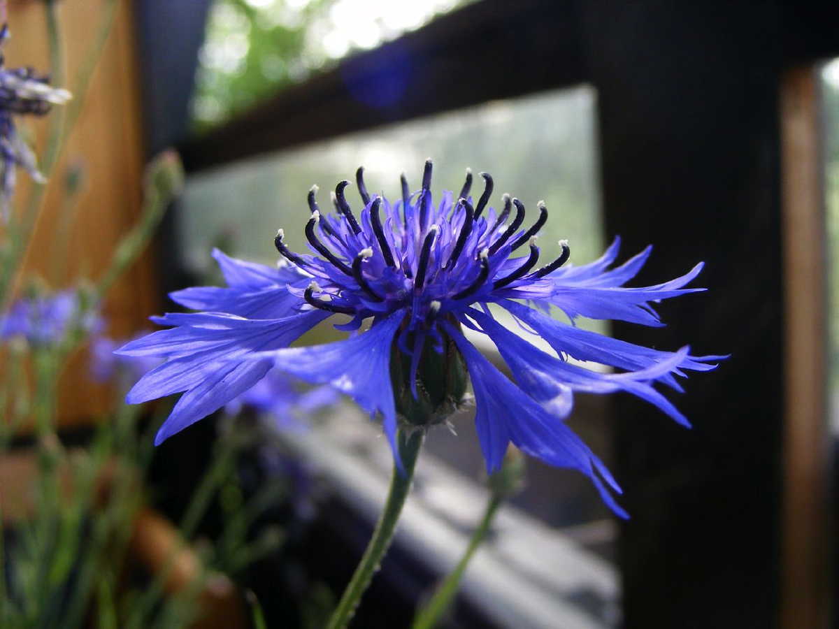 dscf9456.jpg