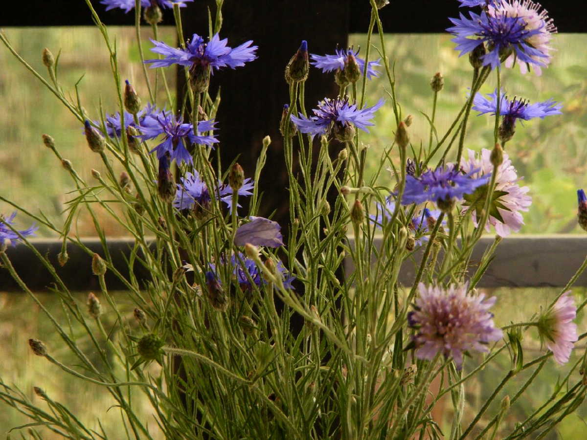 dscf9508.jpg