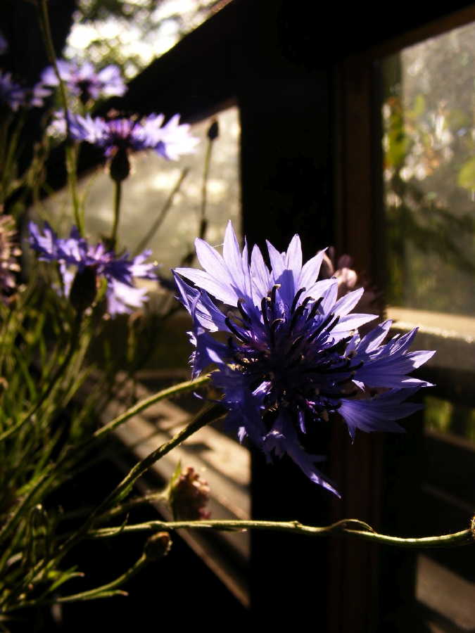 dscf9511.jpg