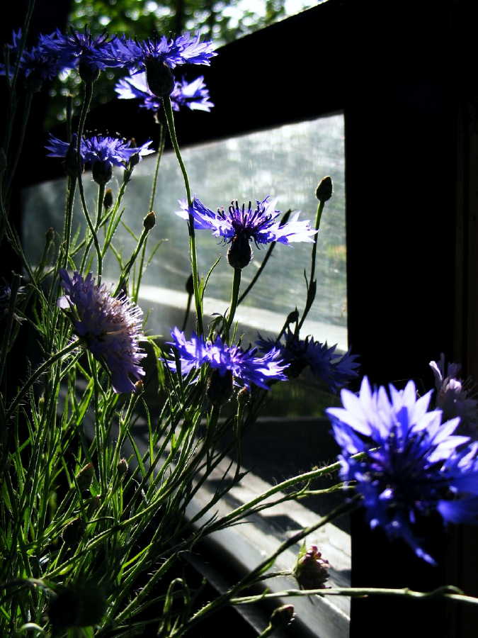 dscf9514.jpg