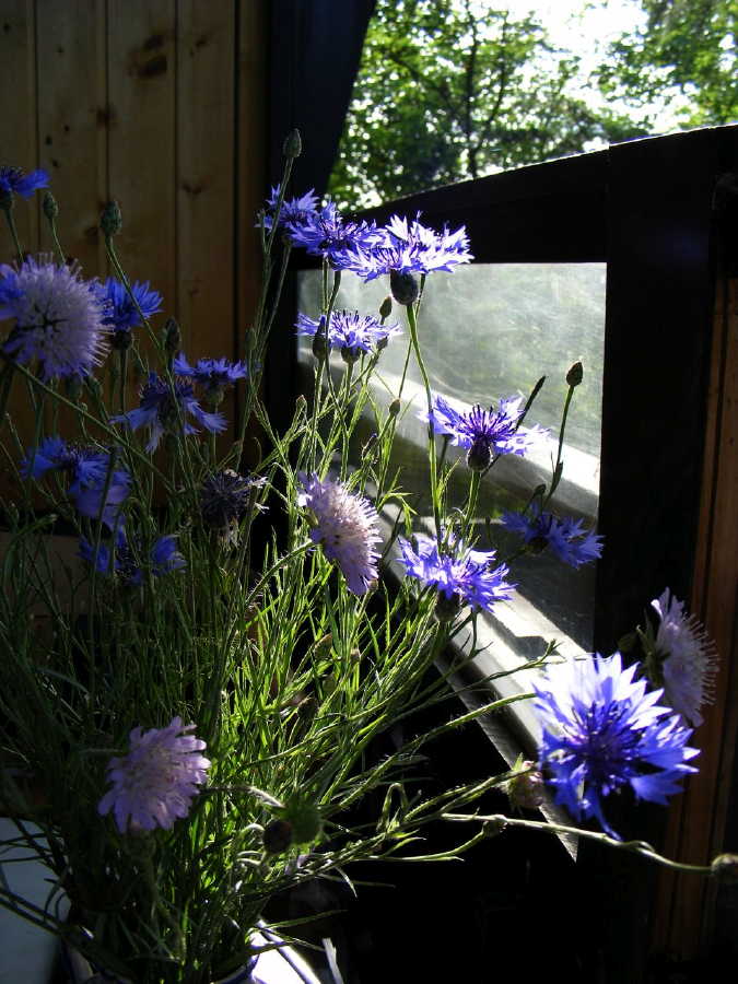 dscf9515.jpg