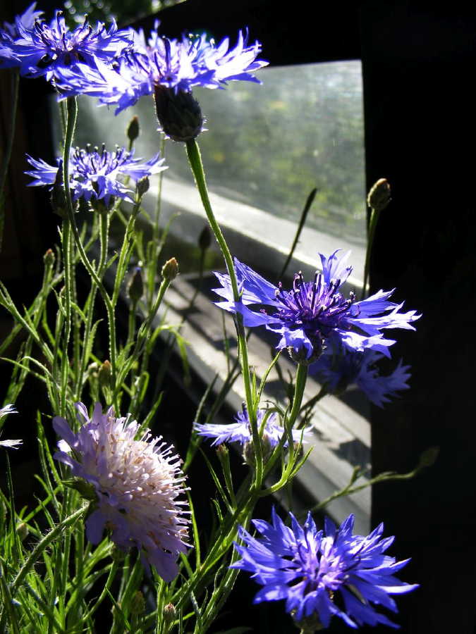 dscf9516.jpg
