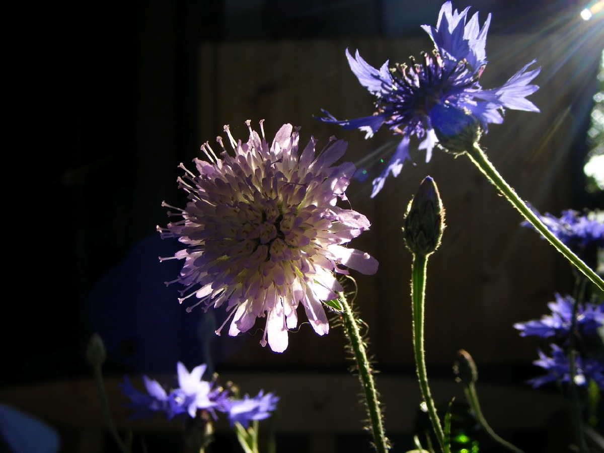dscf9523.jpg