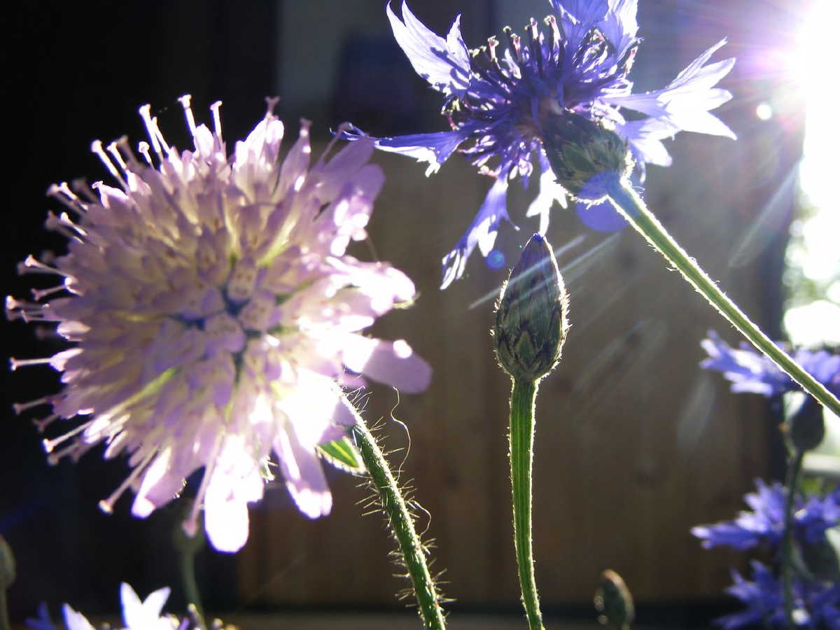 dscf9524.jpg