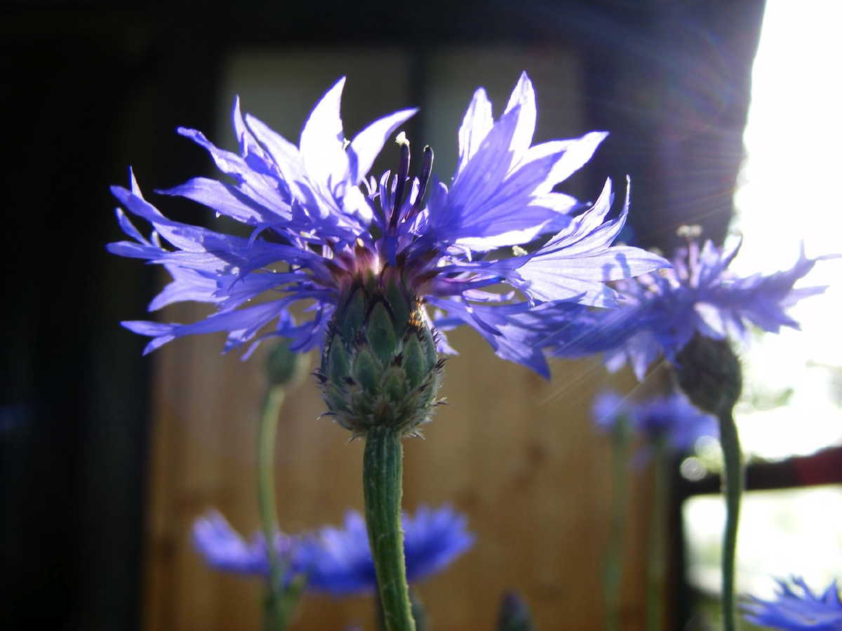 dscf9525.jpg