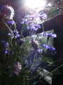 dscf9517
