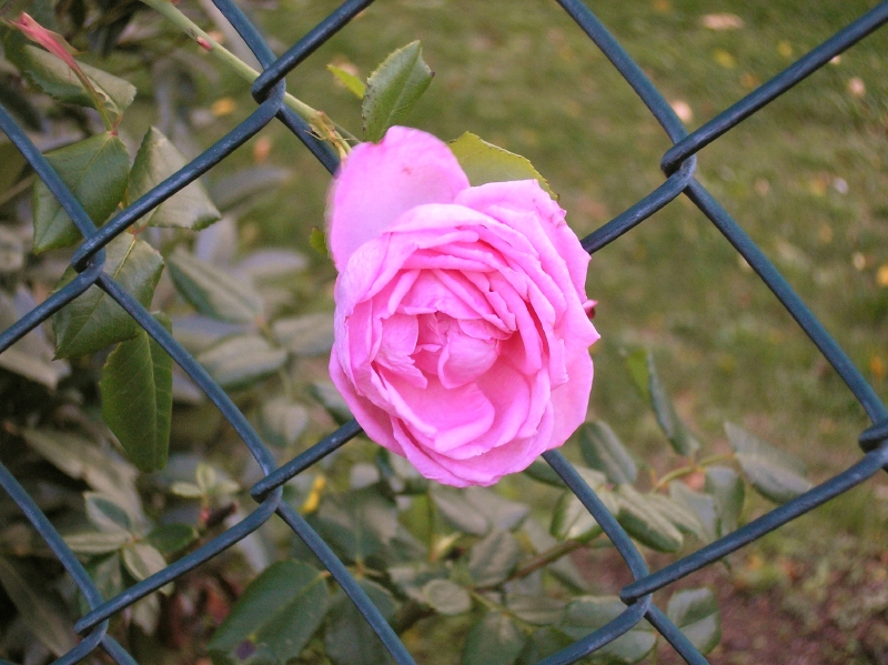 3_rose.jpg