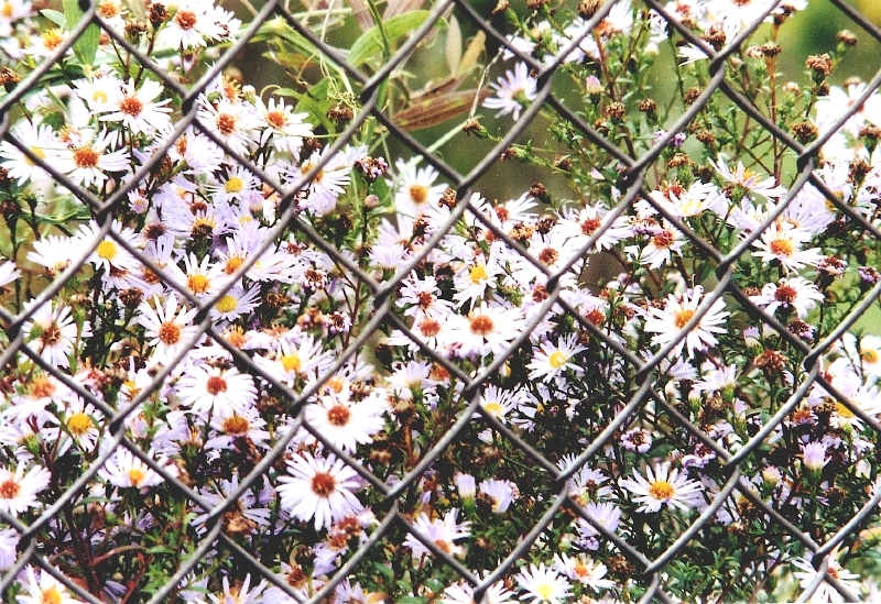 4__margueriten.jpg
