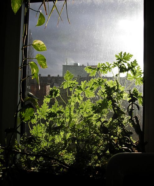 P2091694.jpg