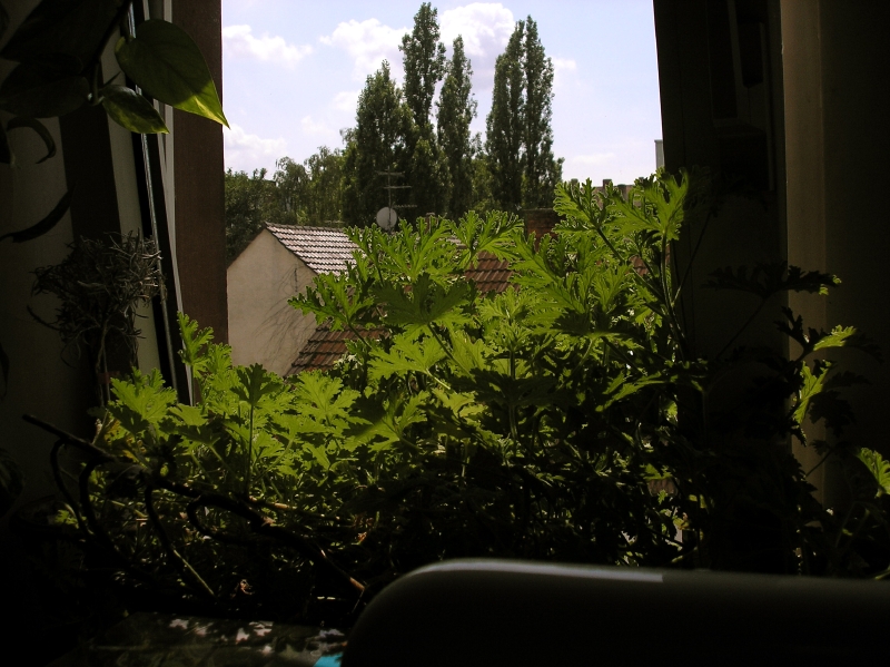 P7062460.jpg