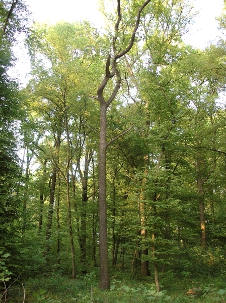 P4295243.jpg