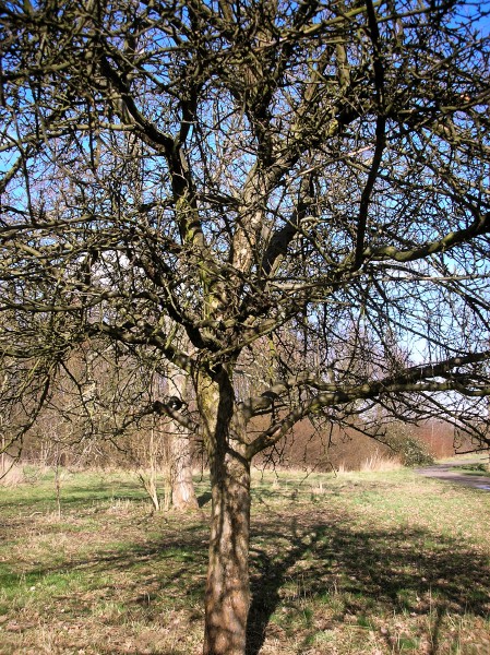 apfelbaum.jpg
