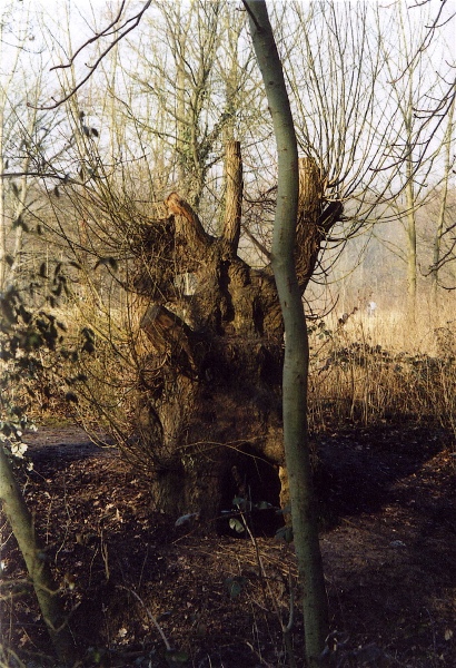 weide1.jpg