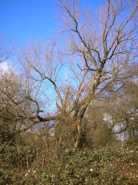 weide2.jpg