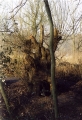 weide1