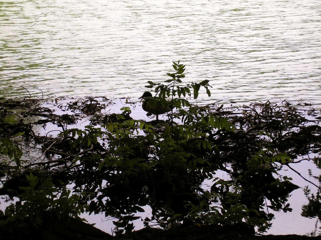 p5275382.jpg