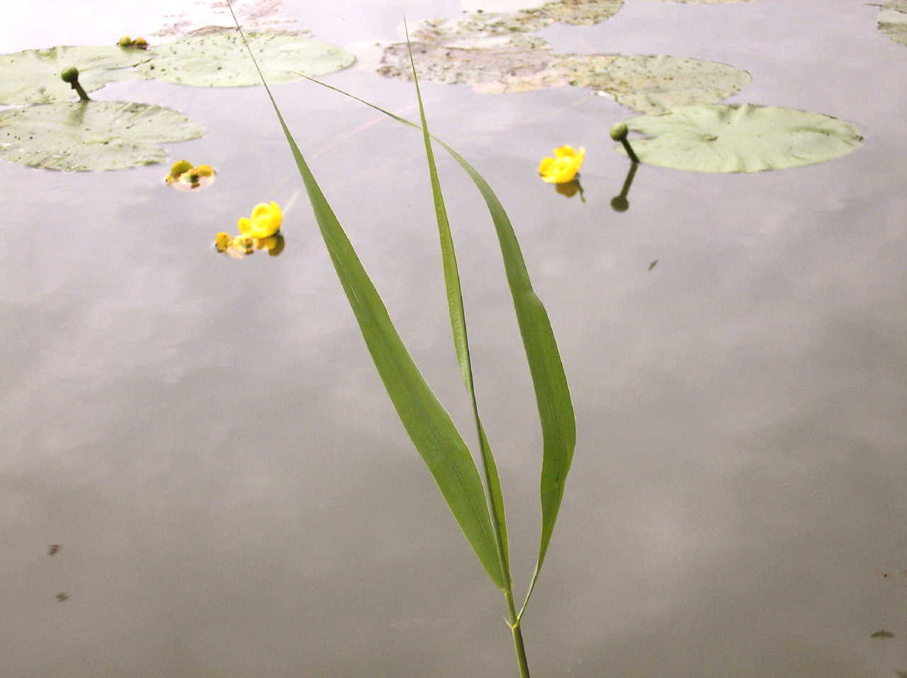 p5275390.jpg