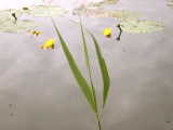 p5275390